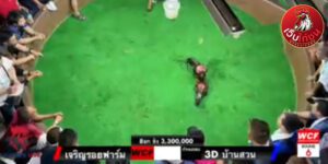 เทปไก่ชนย้อนหลัง60