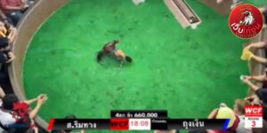 เทปไก่ชนย้อนหลัง66