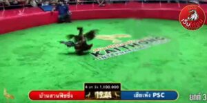 เทปไก่ชนย้อนหลัง12