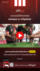 เปรียบไก่ชน