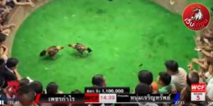เทปไก่ชนย้อนหลัง43